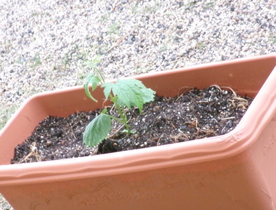 25042803.jpg