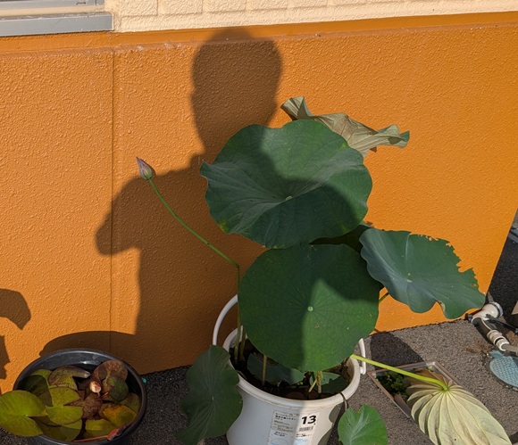 26071406.jpg